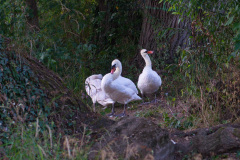 Schwanenfamilie am Main