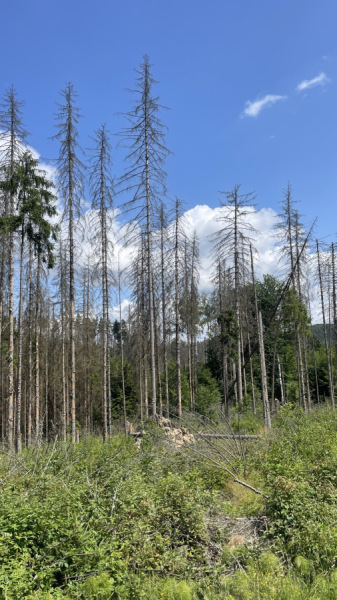 Abgestorbene Wälder