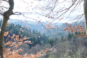Eifel_40